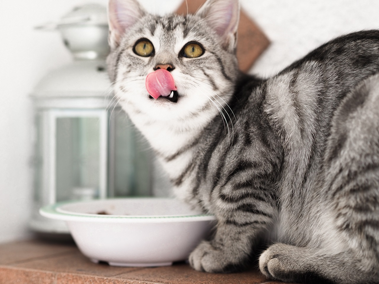 Co powinna zawierać odpowiednia karma dla kota?