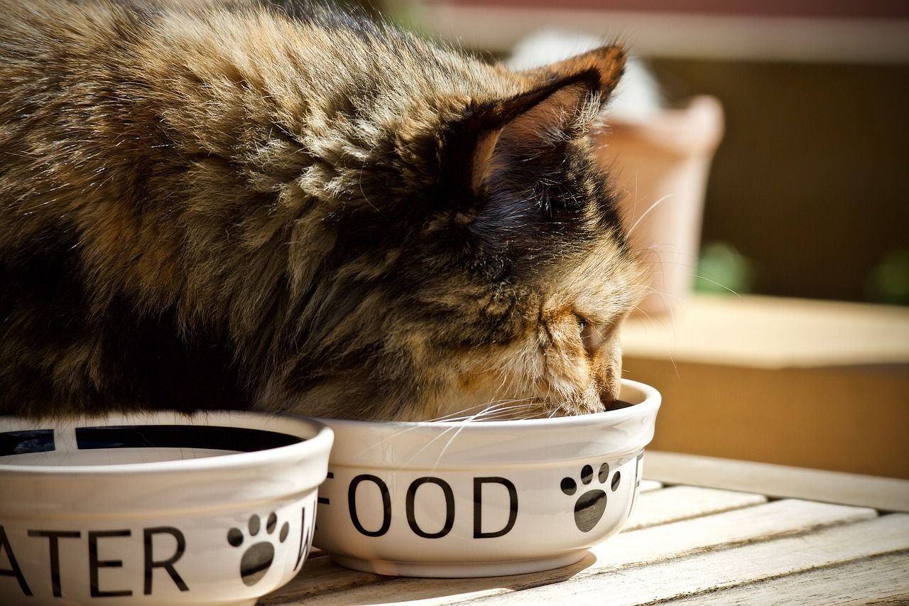 Czym karmić kota, aby zapewnić mu potrzebne wartości odżywcze?